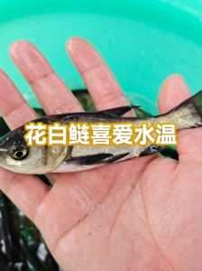 花鲢白莲都属于鲢鱼吗_花鲢白莲鱼是鳙鱼，不是鲢鱼