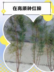 红柳木与柳木的区别_西北固沙珍材，家具雕刻佳选