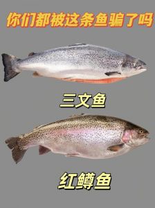 三文鱼与虹鳟鱼图片对比_外观口感大不同！
