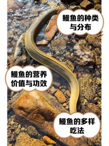 白鳝和海鳗的对比图片_白鳝与海鳗区别及口感营养解析