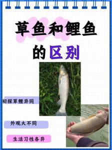 草鱼和鲫鱼哪个刺多_鲫鱼草鱼刺不同，炖蒸煎炸选哪种？