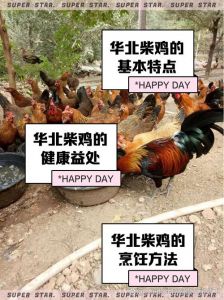 柴鸡和笨鸡有什么区别_品种体型与散养风味