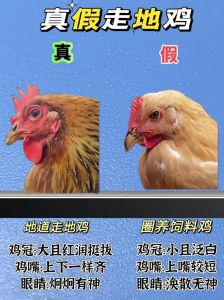 蛋鸡和笨鸡肉的区别_散养美味，肉质紧实，清炖红烧皆宜