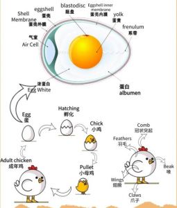 鸡是不是靠卵繁殖后代的_鸡产蛋孵化小鸡，营养价值高