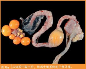 鸡繁殖子母配_公鸡打鸣招母鸡，快速踩蛋提高受精率