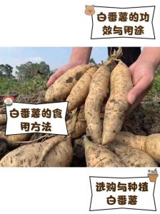 红薯切开的白色浆粘手怎么处理_红薯削皮沾白浆？流水冲，加点料！
