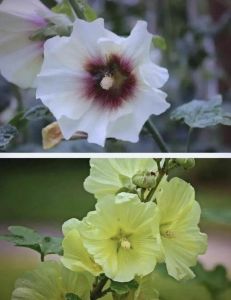 蜀葵焯水多长时间_蜀葵焯水1分钟去草酸，花期长，根系深