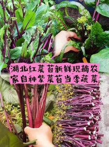 红菜苔正确焯水方法_焯水加盐油保脆，爆炒淋油去涩