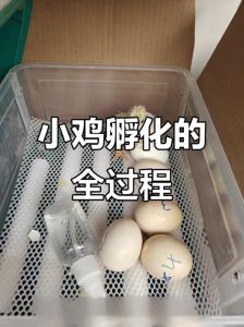 家庭孵小鸡的方法_家庭孵小鸡，控温湿，勤翻蛋，照听助出壳