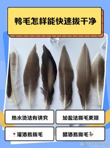 拔鸭毛细小毛的好方法_水温和技巧很重要