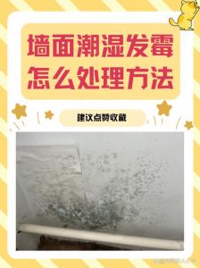 墙发霉怎么最快处理_白醋酒精应急除霉，大面请专业处理