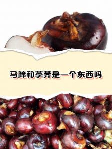 荸荠怎么算熟了_煮荸荠几分钟熟透？清脆软糯看喜好