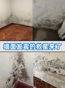 墙面发霉永久处理方法_墙面发霉？除湿通风，刷防霉漆！