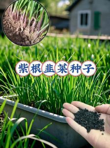 韭菜种子怎么种植方法_选对品种巧管理，四季丰收鲜韭菜