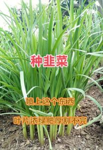 韭菜的修剪方法图解_韭菜留2厘米割，40天再割，割后2-3天浇水追肥