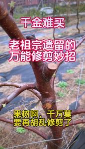 蛋黄果修剪方法图解_科学修剪，高产优质！