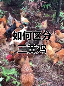 二黄鸡和三黄鸡区别_品种口感与饲养差异