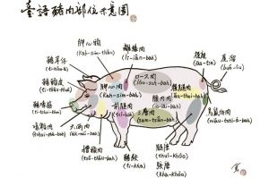 猪的全身部位详细图解_猪肉部位用法与选购技巧