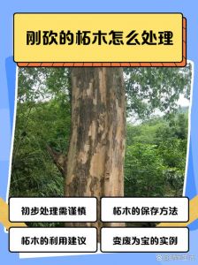 刚砍的树做菜板怎样处理才好_新木菜板使用前处理步骤