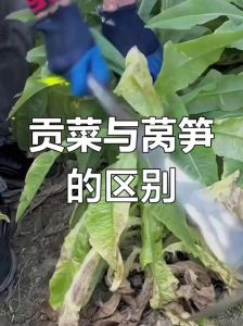 贡菜是不是就是莴笋_贡菜与莴笋的区别
