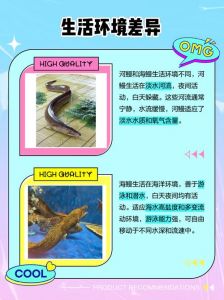 河鳗与海鳗的区别图片_外形习性及烹饪区别