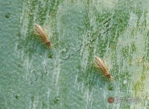 蓟马属于什么翅目害虫_蓟马害庄稼，多种方法巧防治