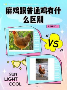 笨鸡和麻鸡口感的区别_改良土鸡，肉香骨酥，营养美味