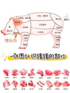 猪的部位分割图_选购烹饪好帮手