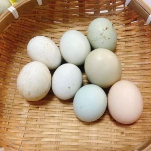 绿壳鸡蛋和粉壳鸡蛋的区别_蛋壳颜色不影响营养，选蛋看新鲜和来源