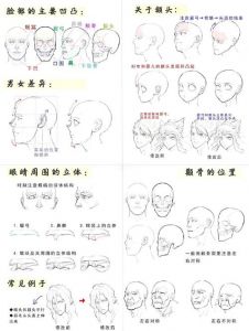 头面部包括哪些部位_头面颈界限皮肤特点表情肌肉血管神经