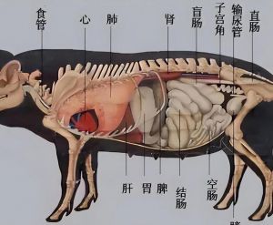 羊的部位大全_羊肉不同部位做法大不同！
