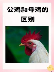 柴公鸡和大公鸡区别_柴公鸡炖汤鲜，大公鸡煎炸香