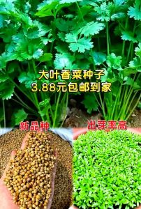 香菜种子怎么种植方法_选种播种浇水施肥技巧