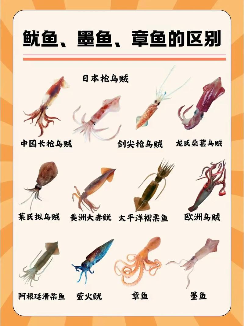 墨鱼是不是就是鱿鱼_墨鱼鱿鱼别混淆，外形习性烹饪都不一样