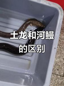 河鳗和海鳗的区别_河鳗海鳗肉质风味大不同