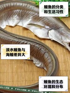 河鳗和海鳗有啥区别_生活习性与外形差异