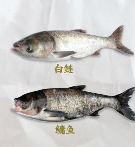 白鲢鱼与大头鱼对比图片_头大小 食物不同