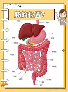 苦肠是哪个部位图解_带苦味的猪小肠，非遗美食，润燥止血