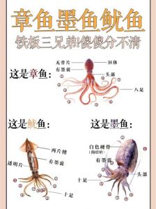 章鱼与墨鱼的区别_章鱼墨鱼有啥区别？