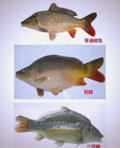 鮰鱼和三道鳞哪个刺多_鮰鱼炸嫩贵，三道鳞炖香平价