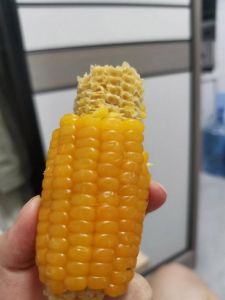 怎么判断玉米煮熟了_掐出乳白汁，闻着香，玉米就熟了！