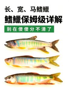 宽鳍鱲和马口鱼的区别_不同形态与栖息地的淡水鱼