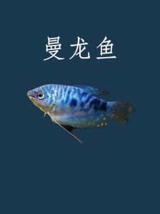 鱼类有没有耳朵_鱼儿没外耳中耳，内耳听声辨位，钓鱼要安静
