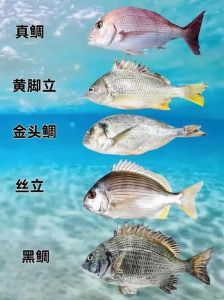 黄鲷鱼和黑鲷鱼的区别_黄鲷鱼与黑鲷鱼外观及口感对比