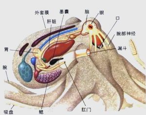 八爪鱼和章鱼的区别_章鱼八爪鱼一样吗？营养价值高但要注意胆固醇