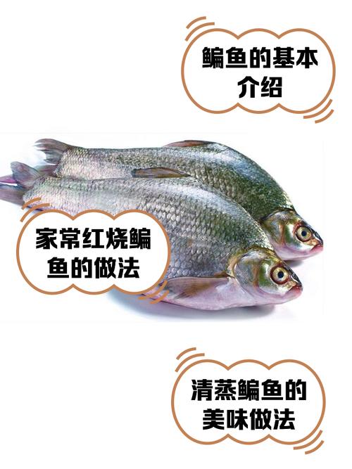 鳊鱼刺多吗有没有小刺_鳊鱼有刺？小心食用别伤嘴！