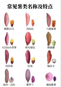 甘薯和红薯和番薯有什么区别_甘薯和红薯的区别及食用注意事项