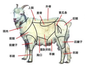 羊全身部位图解_羊肉部位与最佳烹饪法
