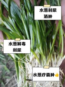 葱在水中多久煮熟_葱姜水煮多久？10-15分钟刚合适！