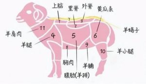 羊器官结构图解_羊只繁殖与生理变化